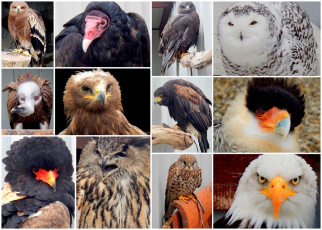 Some of the birds we worked with at Riegersburg Falconry, Austria
