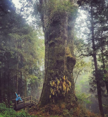 The ancient trees of Alishan, Taiwan