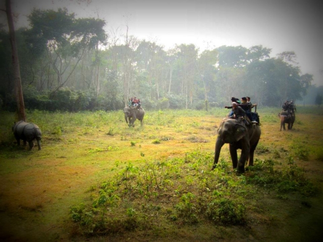 Elephants in Chitwan, Nepal