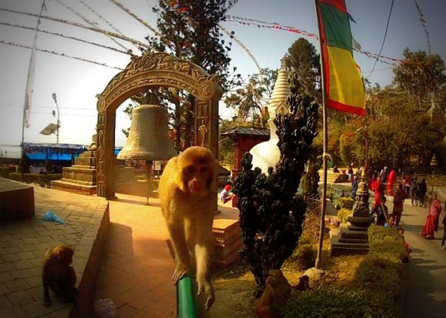 Near the Swayambhu Stupa in Kathmandu this monkey wanted our camera, Nepal