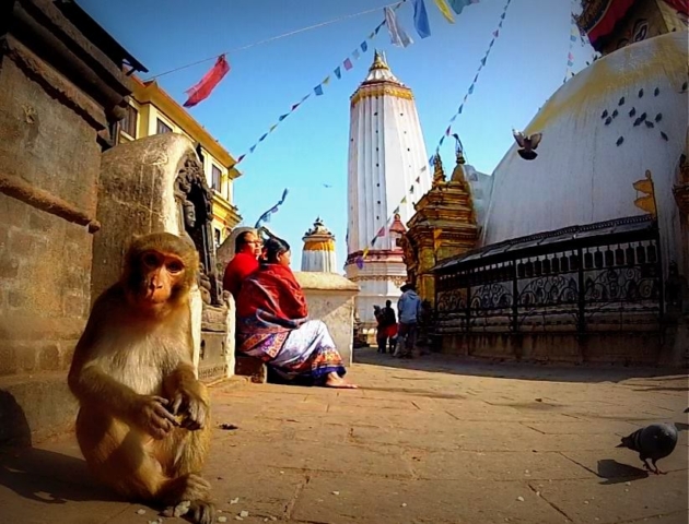 Monkey hanging out at the Swayambhu Stupa in Kathmandu, Nepal