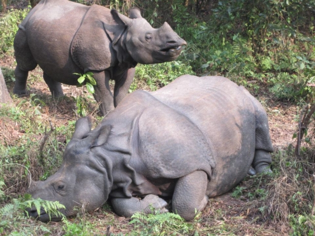 Wild rhinos in Chitwan, Nepal