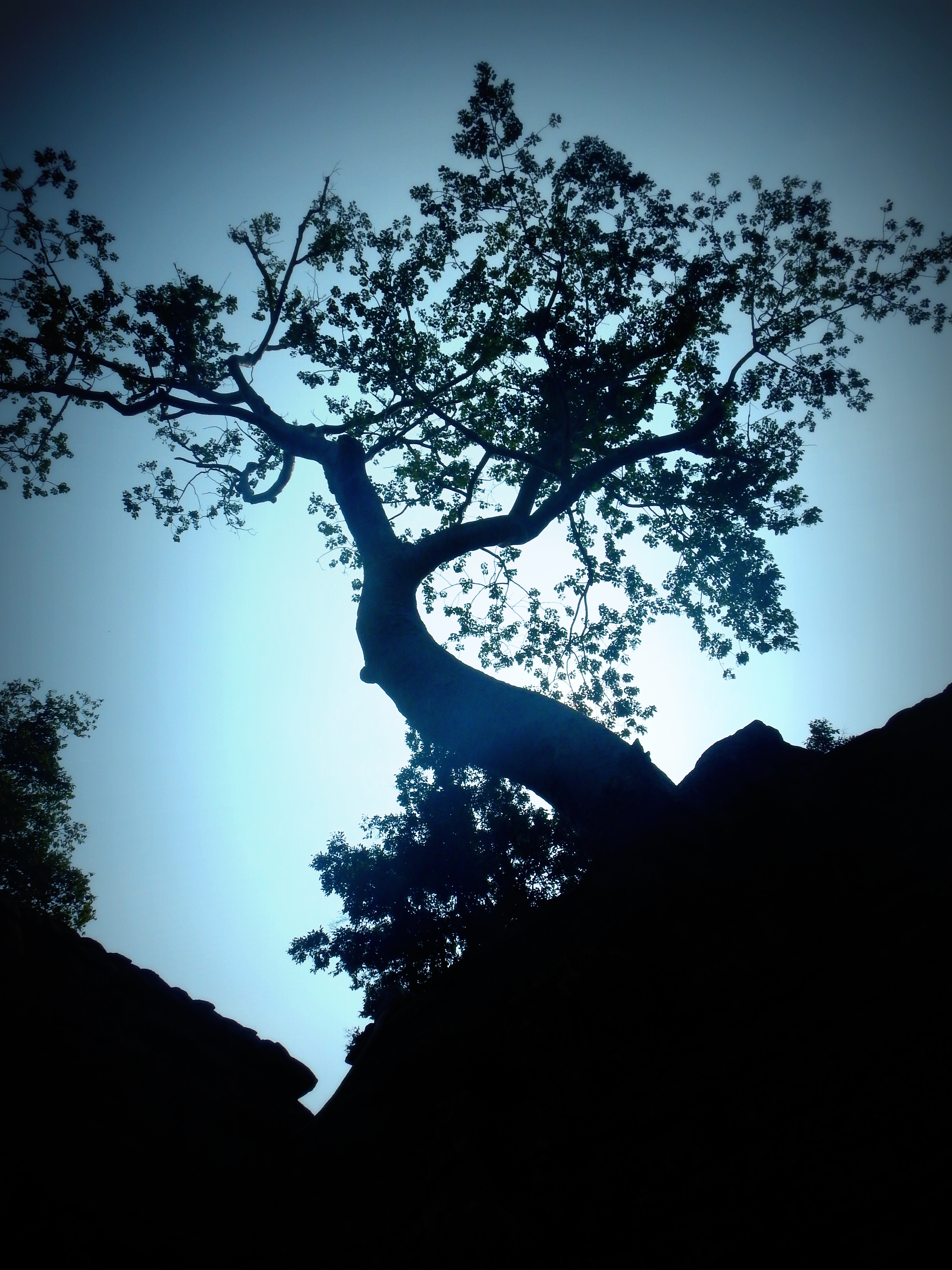 The ancient trees of Ta Prohm Cambodia