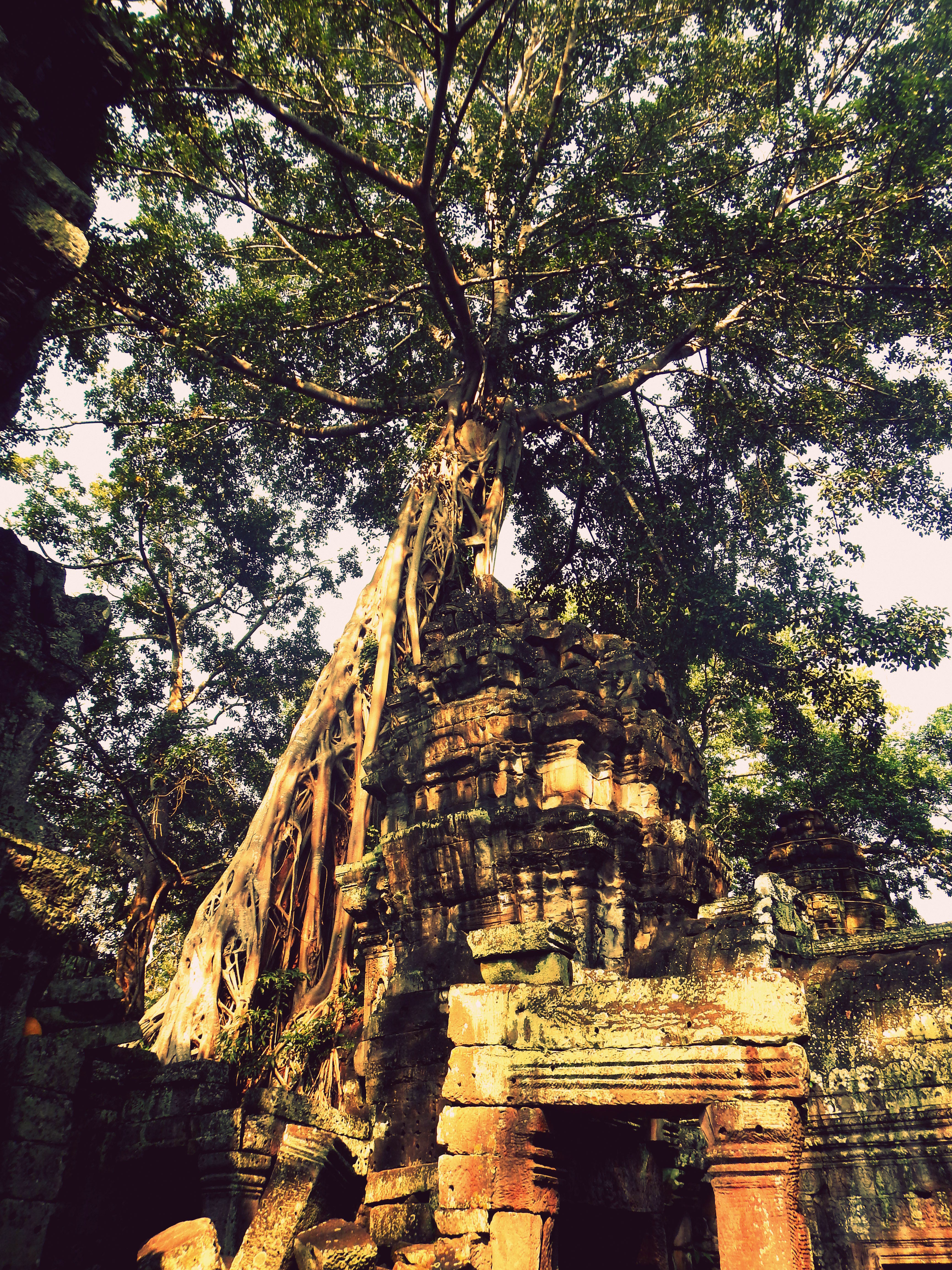 The ancient trees of Ta Prohm, Cambodia