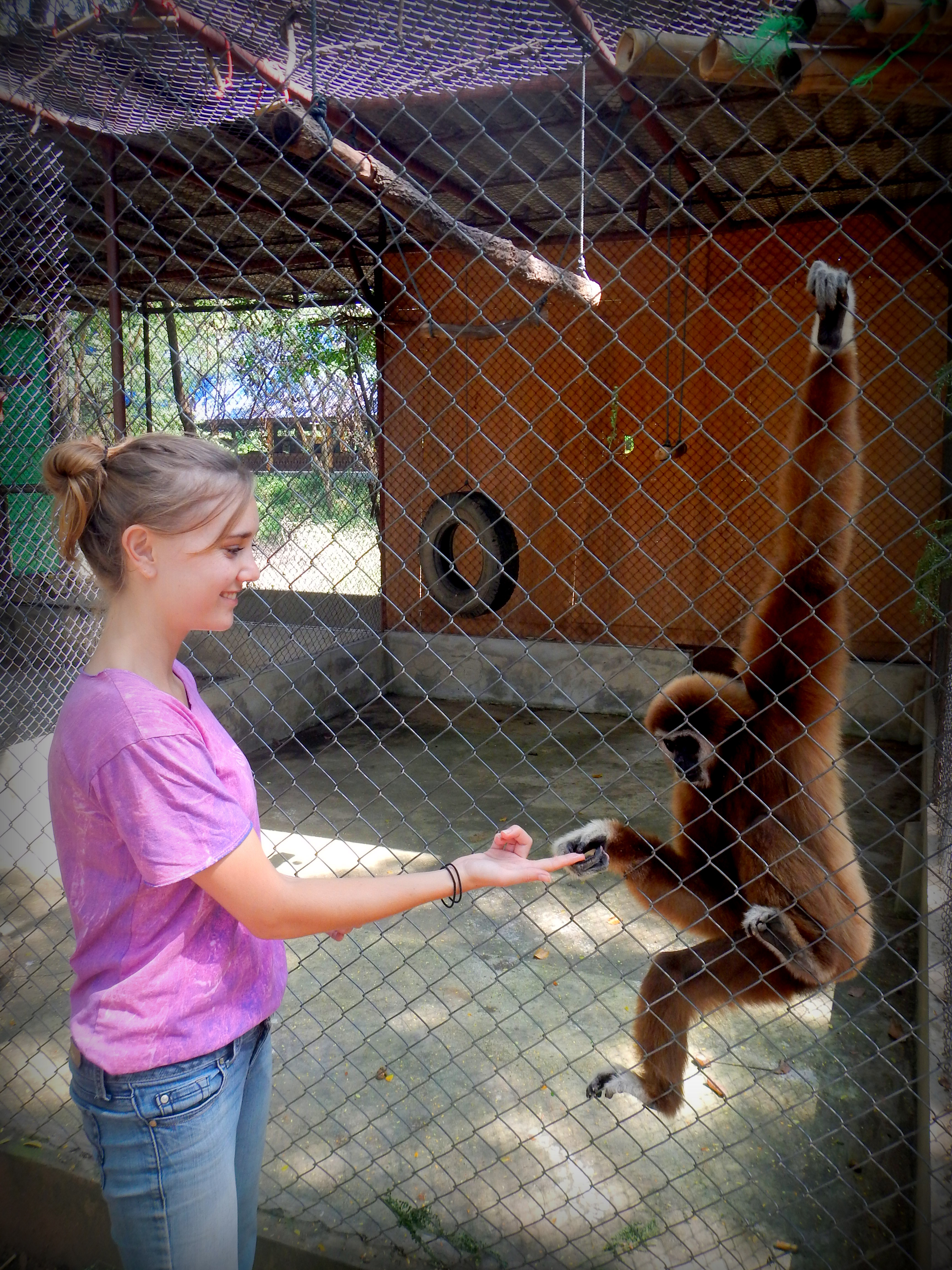 Chutney the Gibbon at the Safari Park Zoo Volunteer Program in Kanchanaburi, Thailand