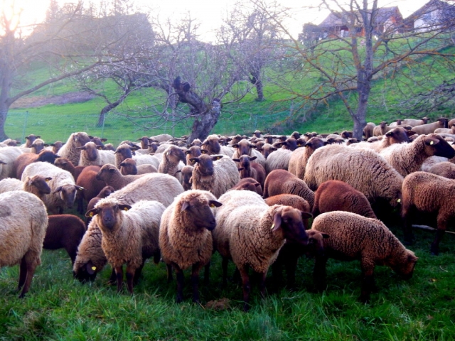 With the nomadic shepherds in Fürstenfeld, Austria