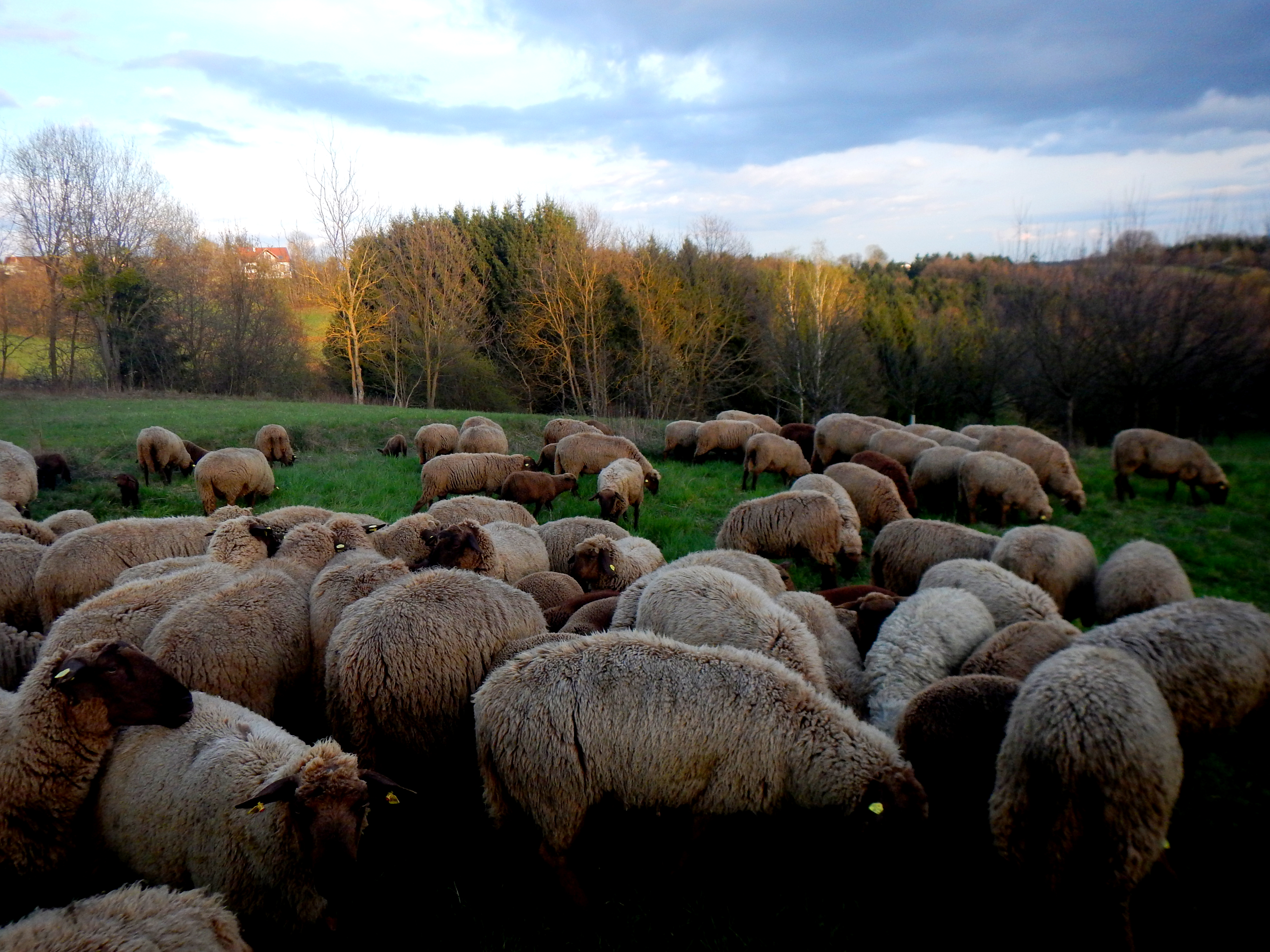 With the nomadic shepherds in Fürstenfeld, Austria