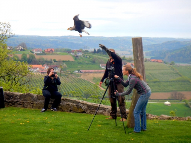 Working with the falconry in Riegersburg, Austria