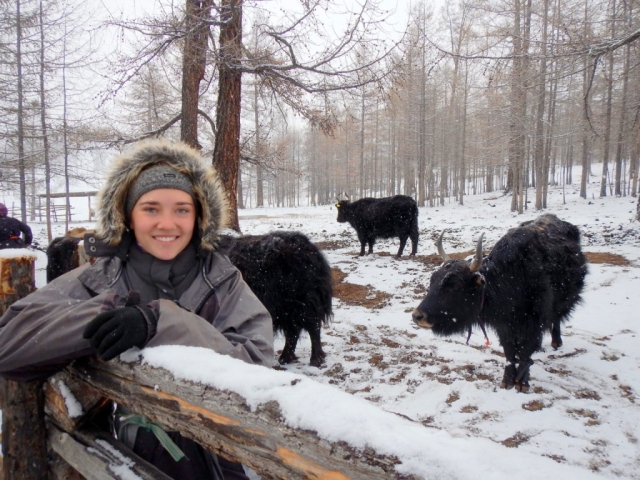 Helping Ut with her yaks, northern Mongolia