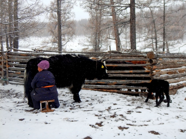 We stayed in the countryside with a yak-herder named Ut. This is Ut milking her yaks