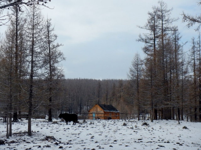 Ut's one-room home, no electricity or running water, in northern Mongolia