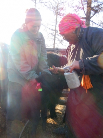 Helping Ut feed her baby yaks, northern Mongolia