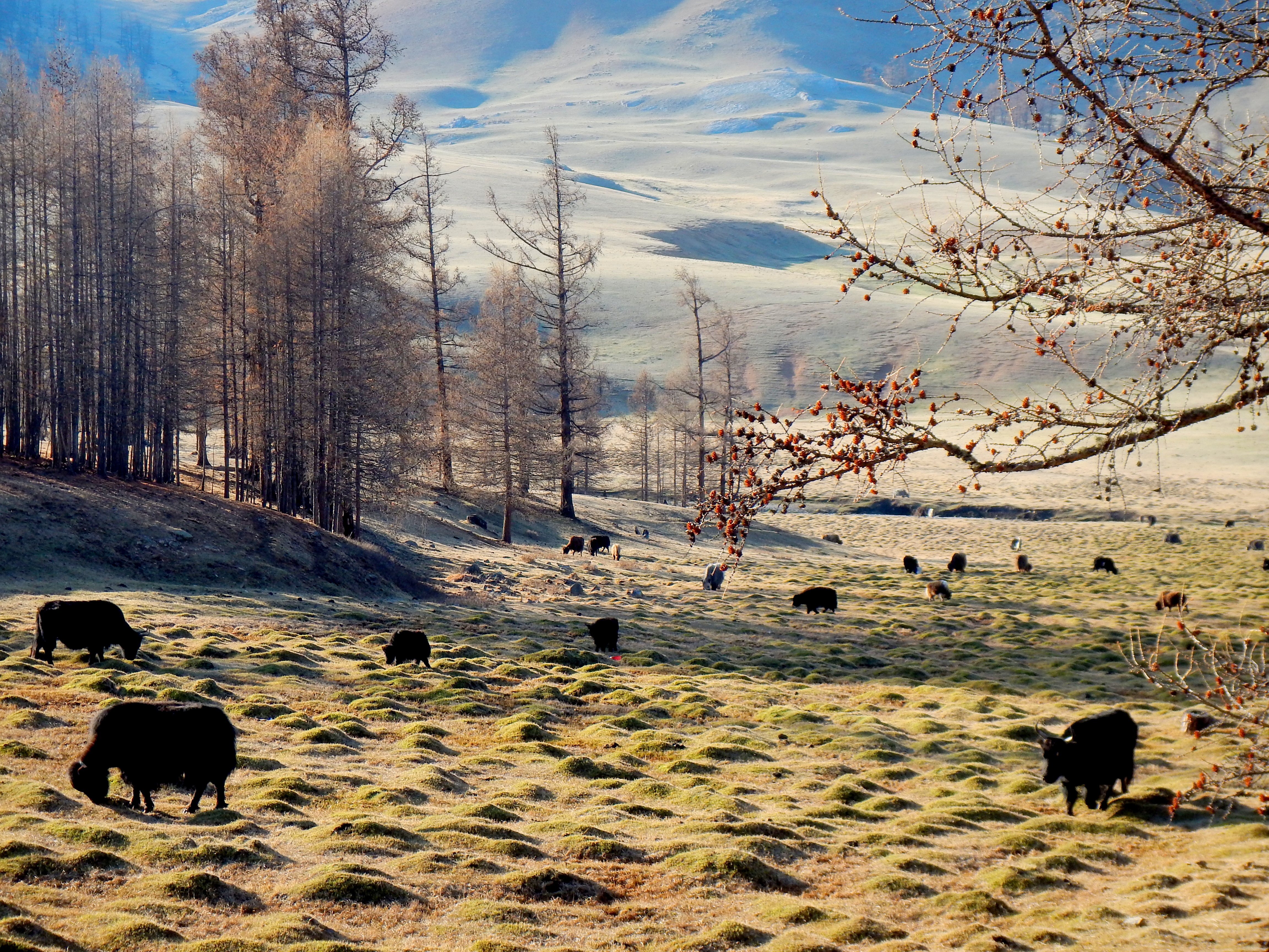 Ut's yak herd, roaming the countryside of northern Mongolia