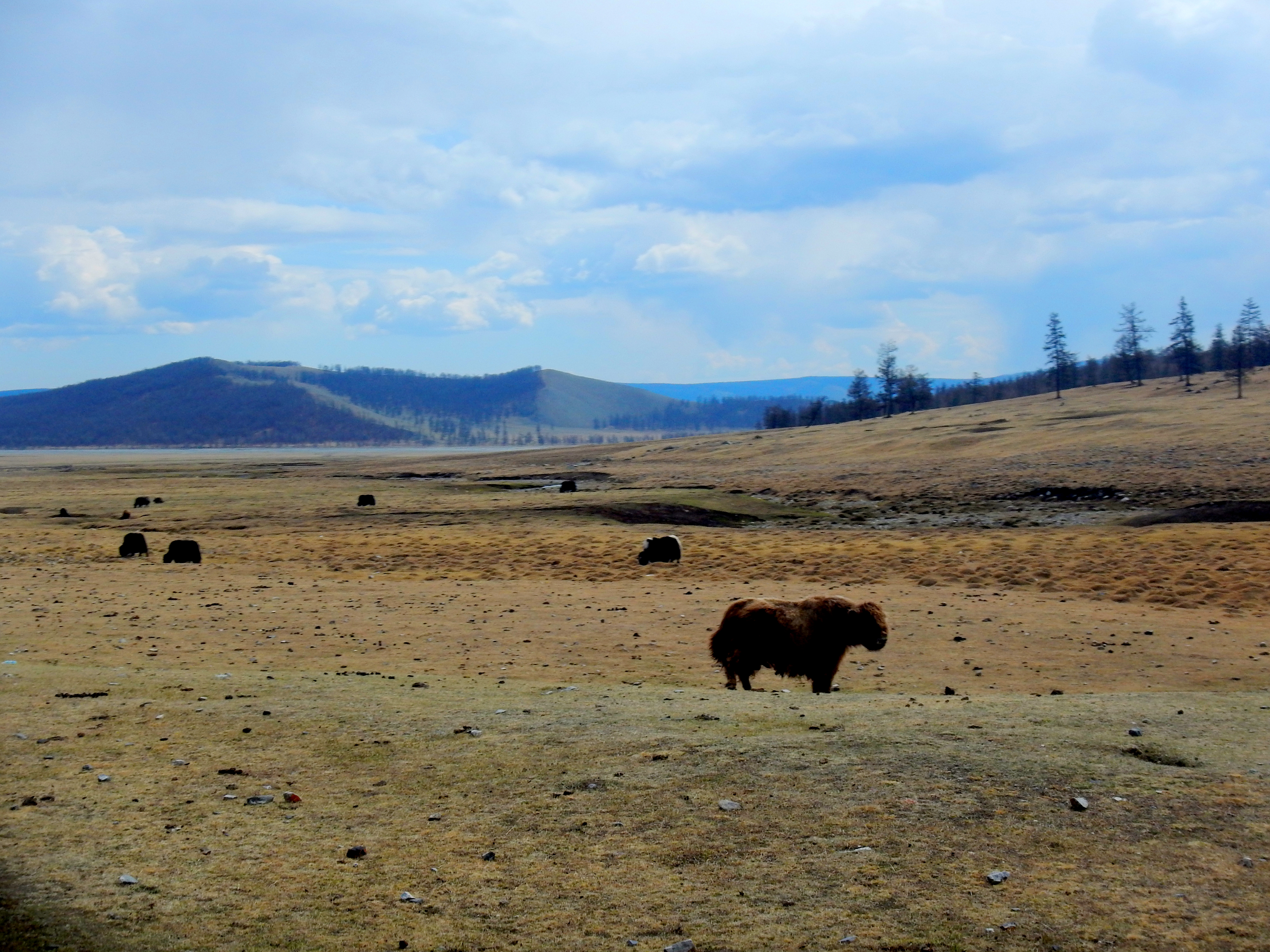 The northern Mongolian countryside