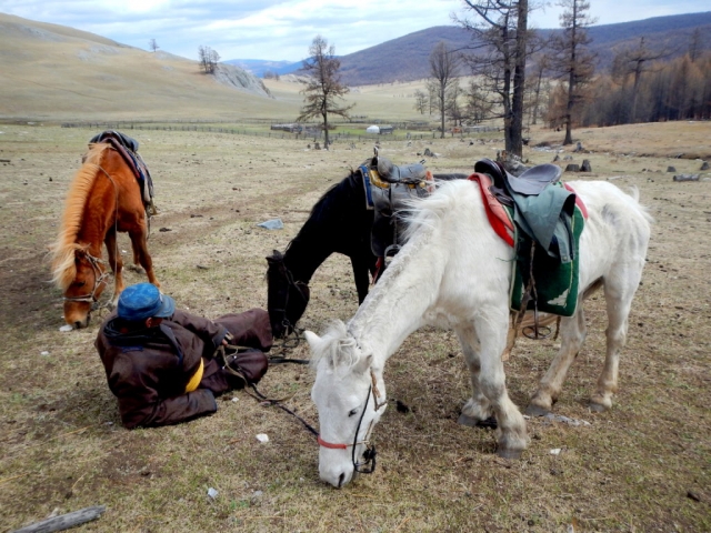 Our trekking guide, resting with the horses. Northern Mongolia.