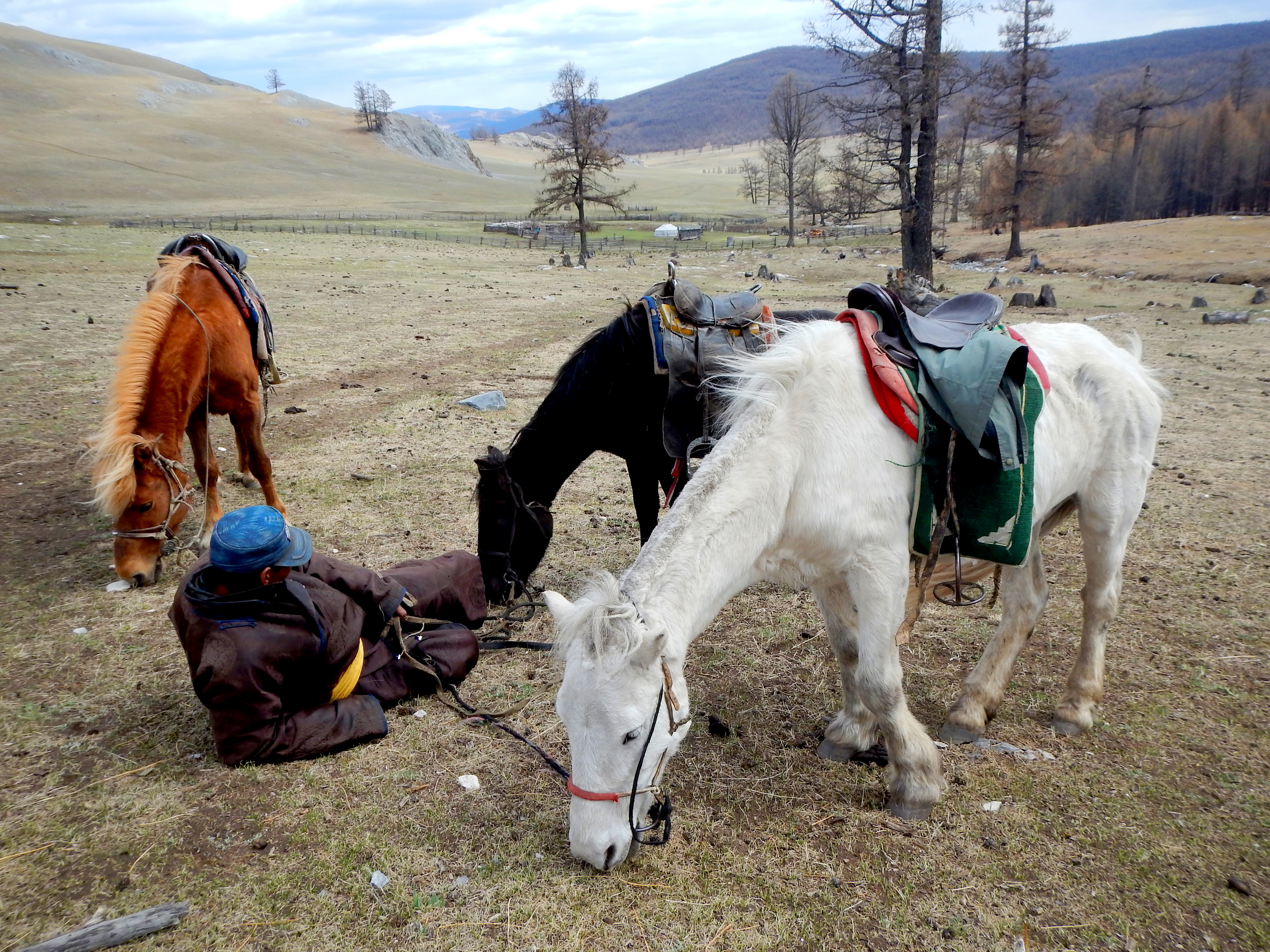 Our trekking guide, resting with the horses. Northern Mongolia.