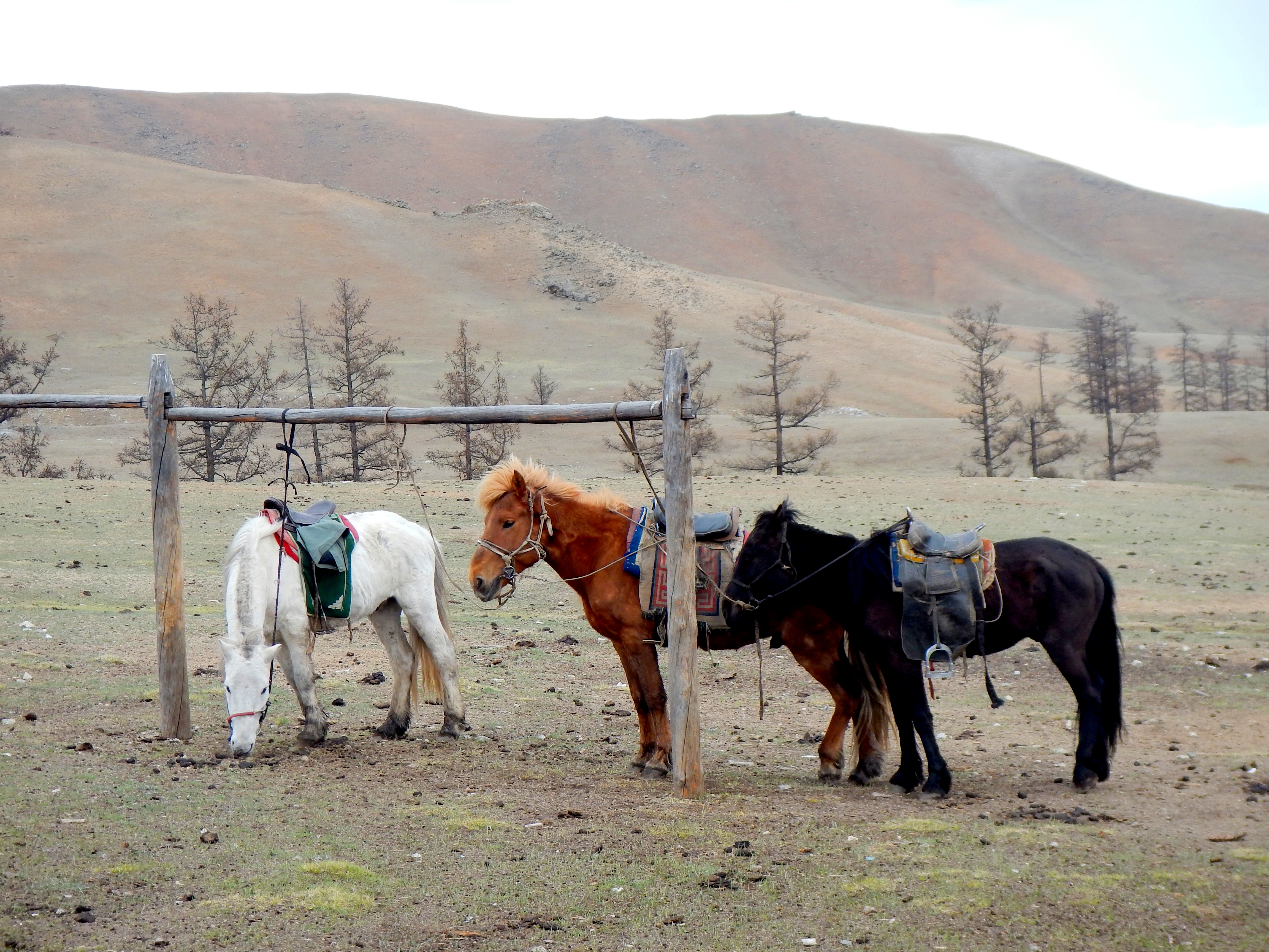 Our hearty Mongolian horses, who put up with us for days. Northern Mongolia.