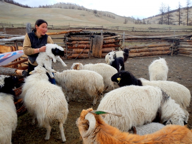 Our guide's (pregnant) wife, herding their goats. Northern Mongolia.