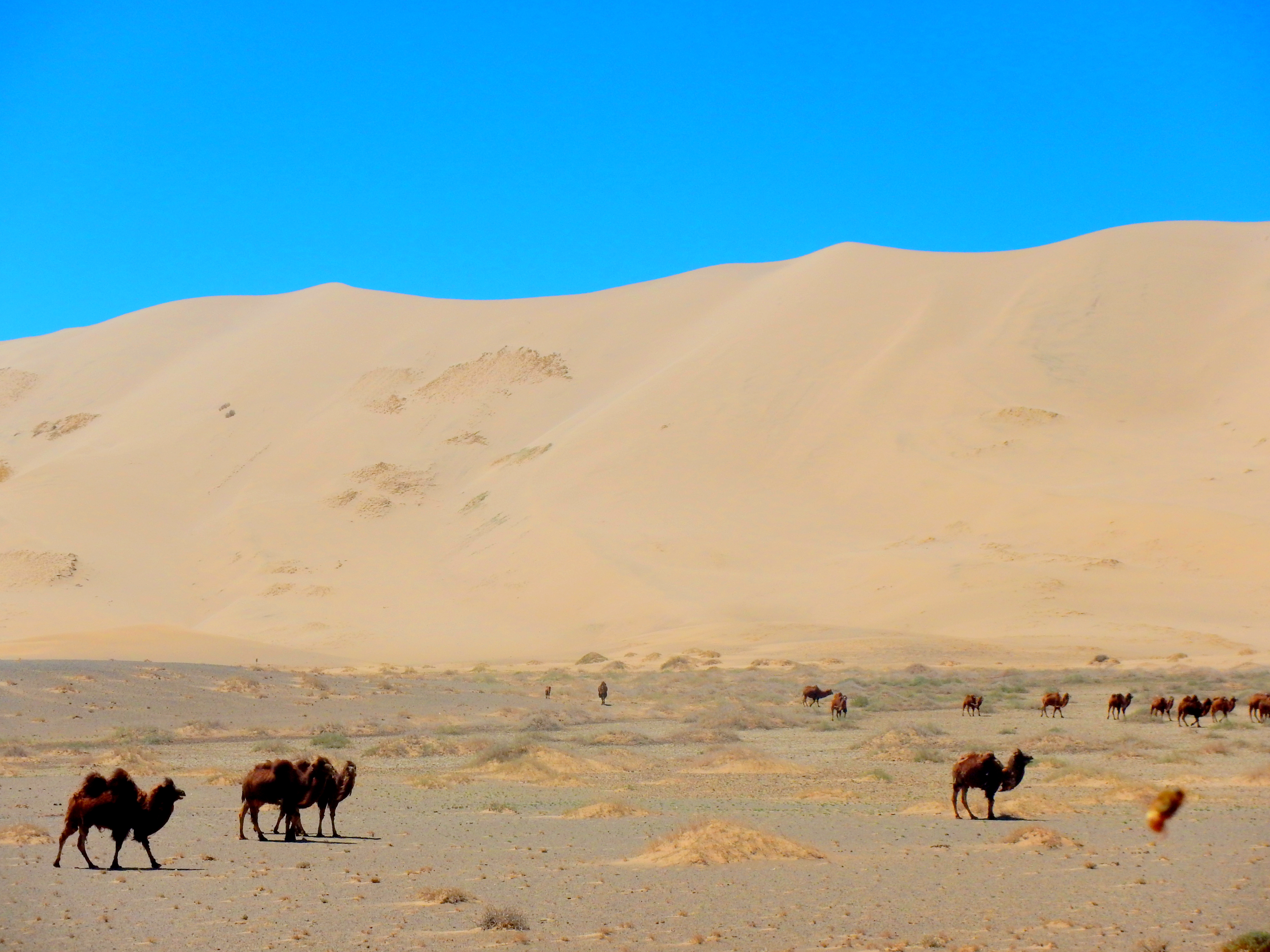 Wild camels in the Singing Dunes of Khongoriin Els, Gobi Desert, Mongolia