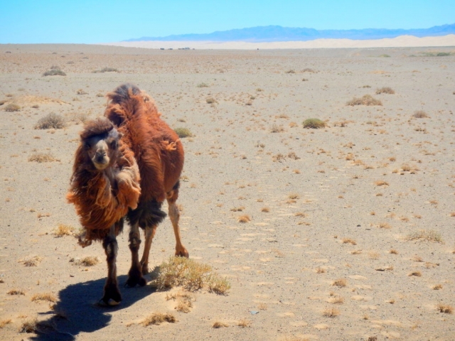 A wild camel stares us down in Khongoriin Els, Gobi Desert, Mongolia
