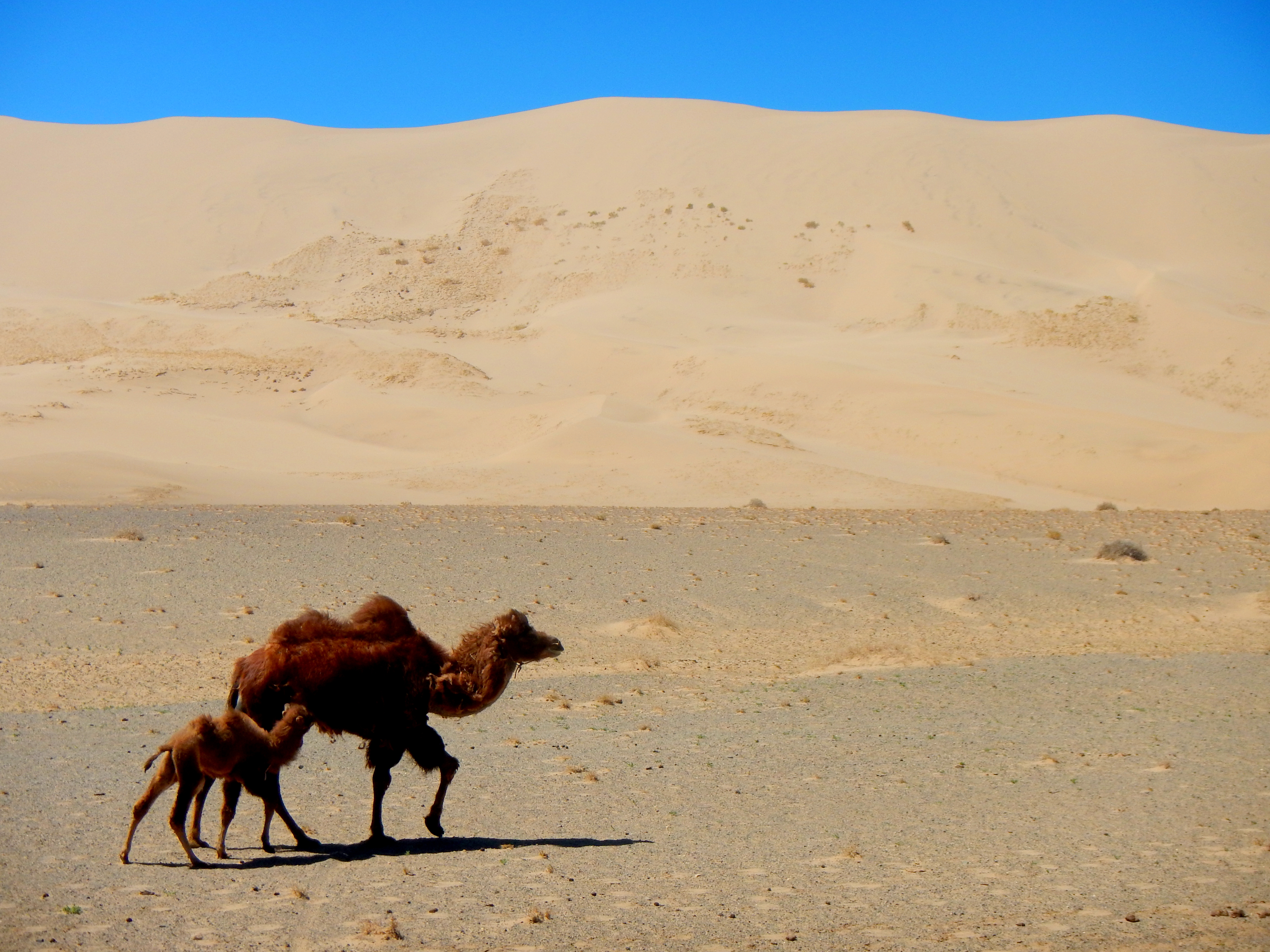 Wild camels in Khongoriin Els, Gobi, Mongolia