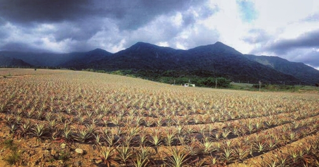 Pineapple fields in Pingtung County, Taiwan