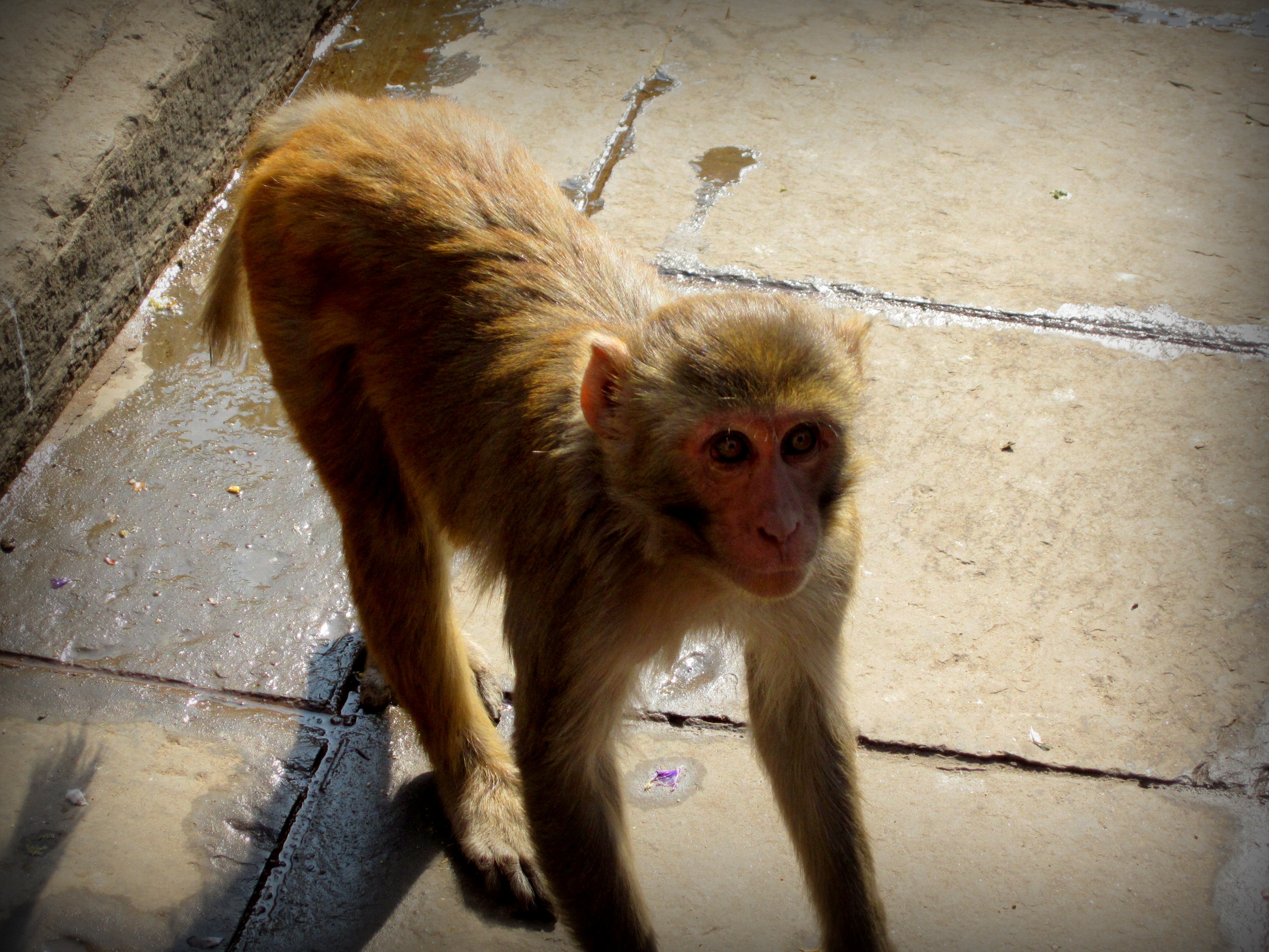 Monkeys live inside the city of Kathmandu, Nepal