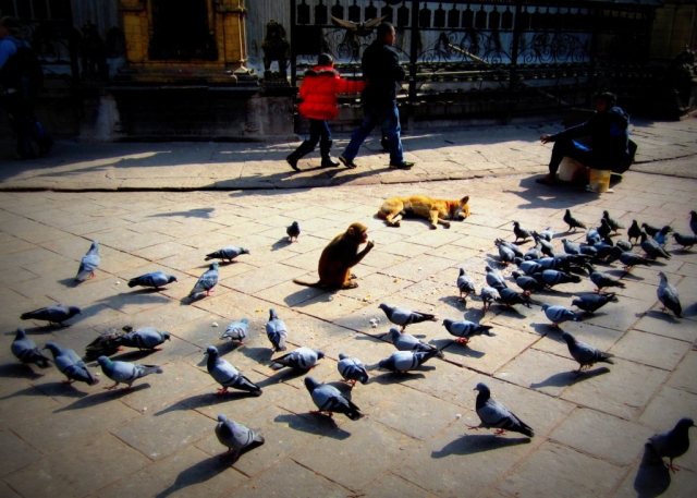 Street animals in Kathmandu, Nepal