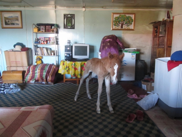 This family had brought their newborn colt inside, so he wouldn't get too cold. Mörön, Mongolia.