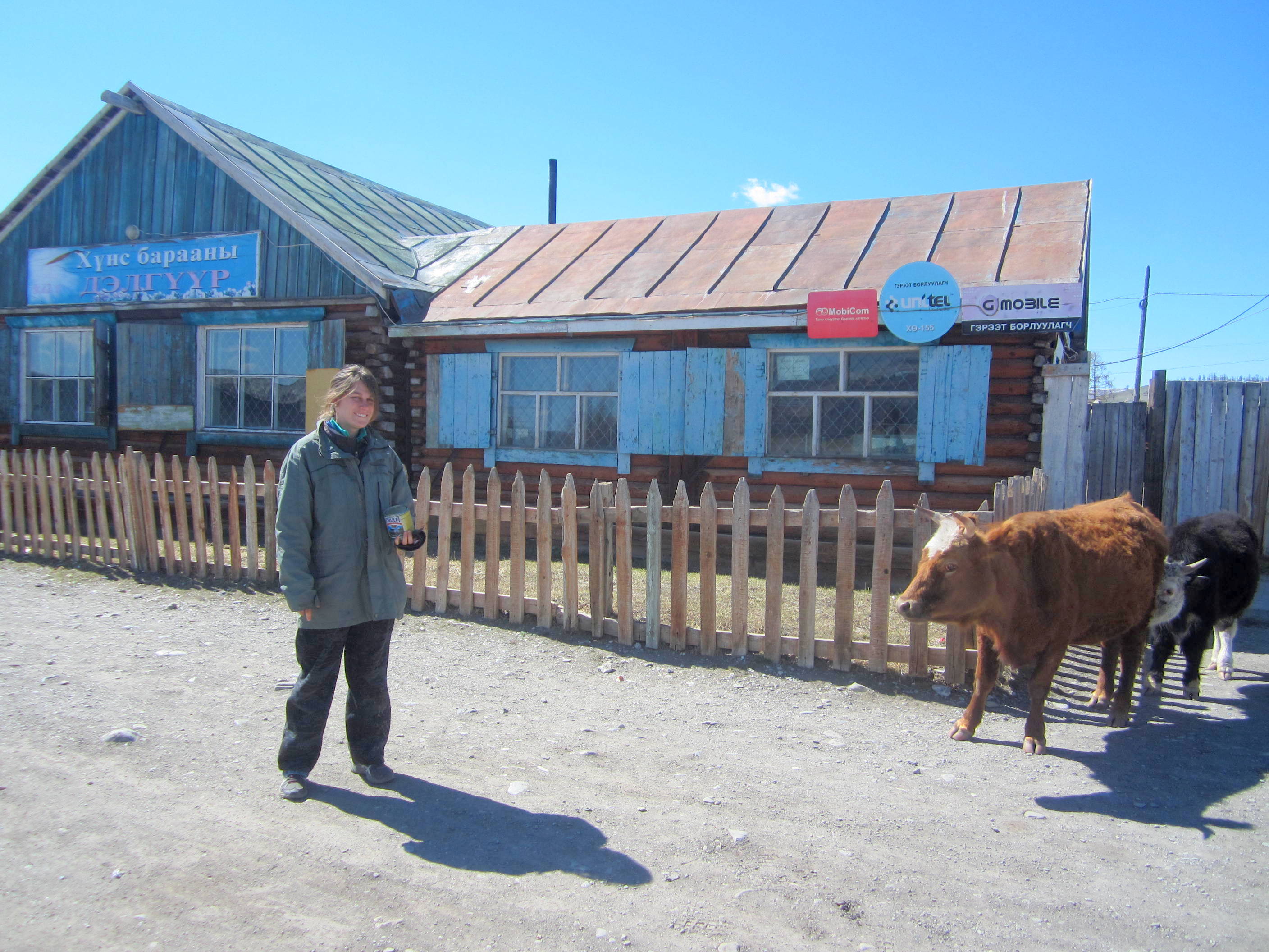 Animals wander freely through Khatgal, Mongolia