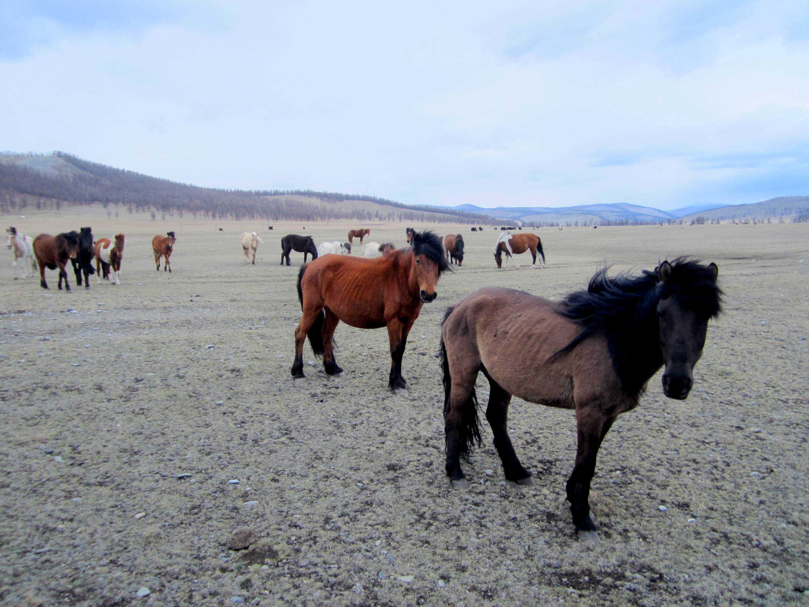 Wild horses in northern Mongolia