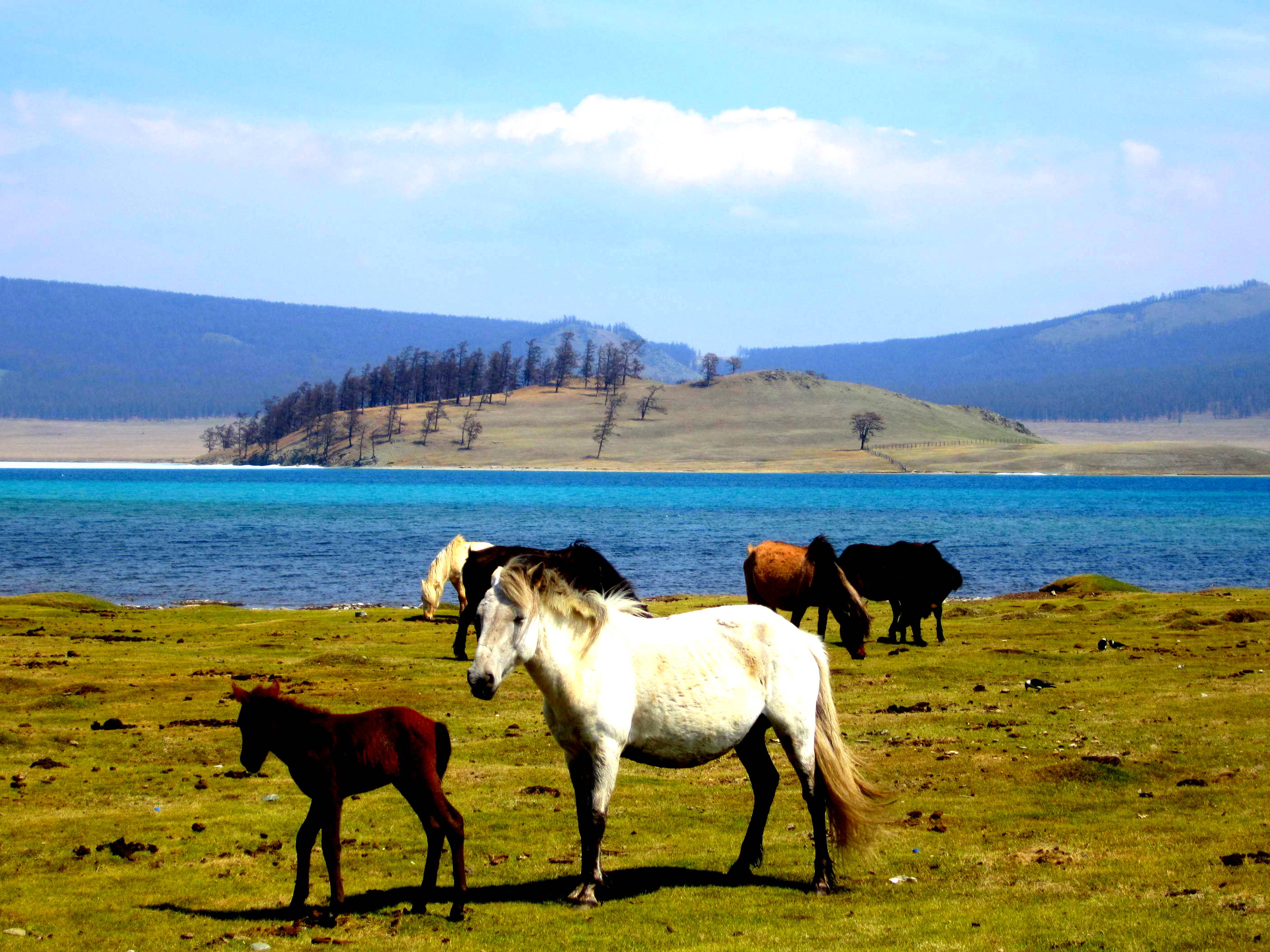 Horses wandering freely along Lake Khövsgöl, Mongolia
