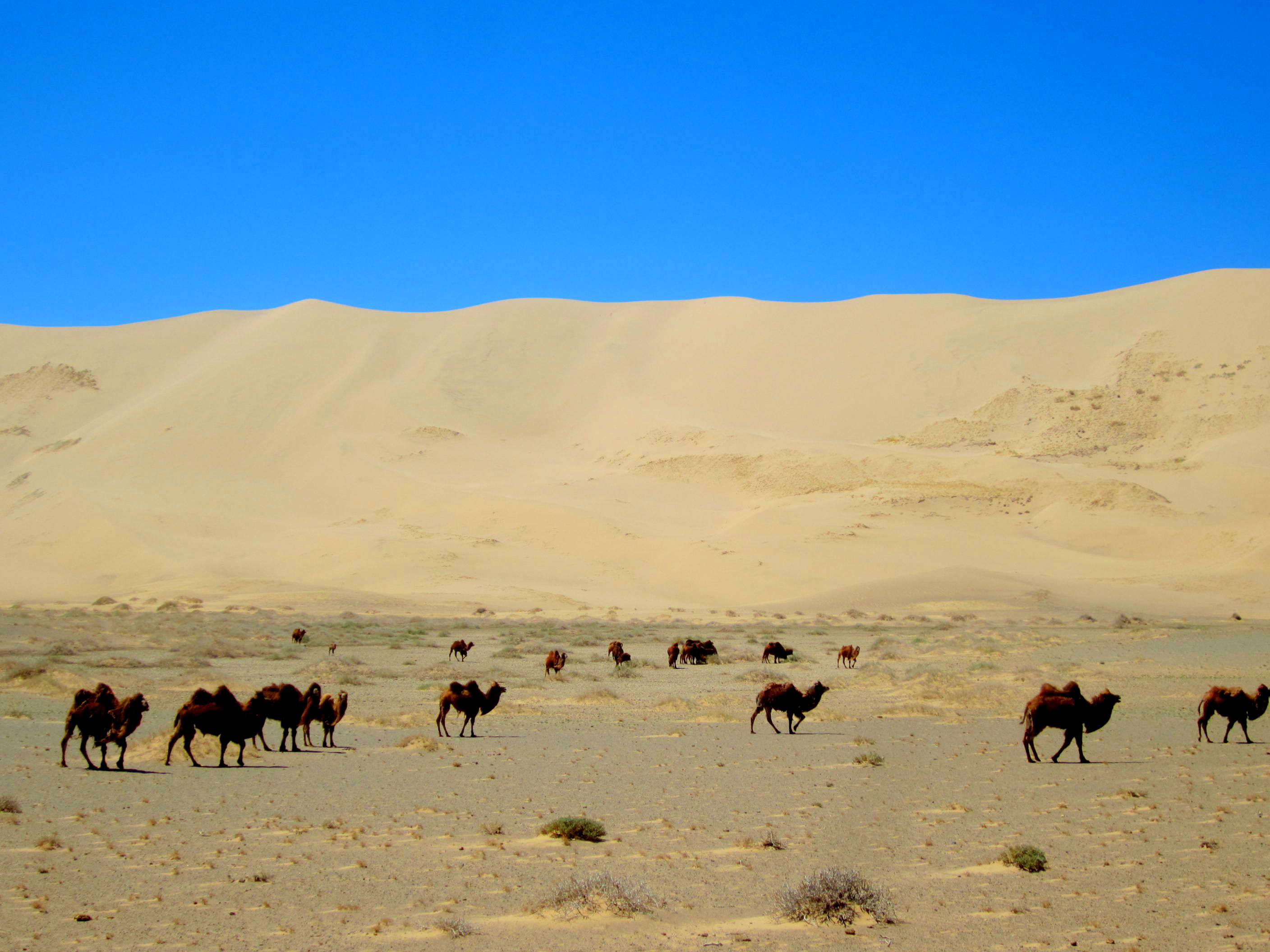 Wild camels in Khongoriin Els, Gobi, Mongolia