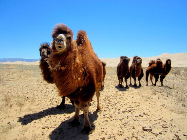 Camels in Khongoriin Els, Gobi Desert, Mongolia