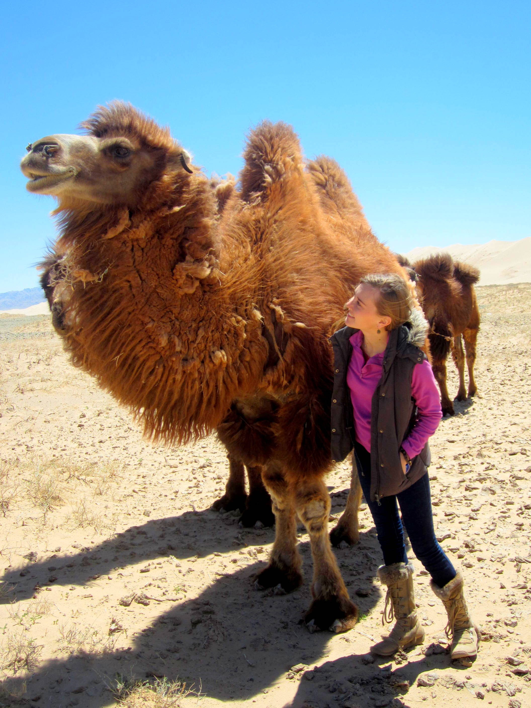 Trying to befriend the camels in Khongoriin Els, Gobi Desert