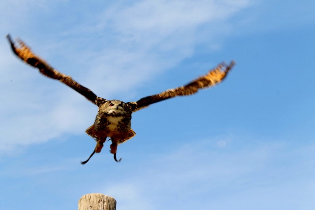 Riegersburg Falconry Austria