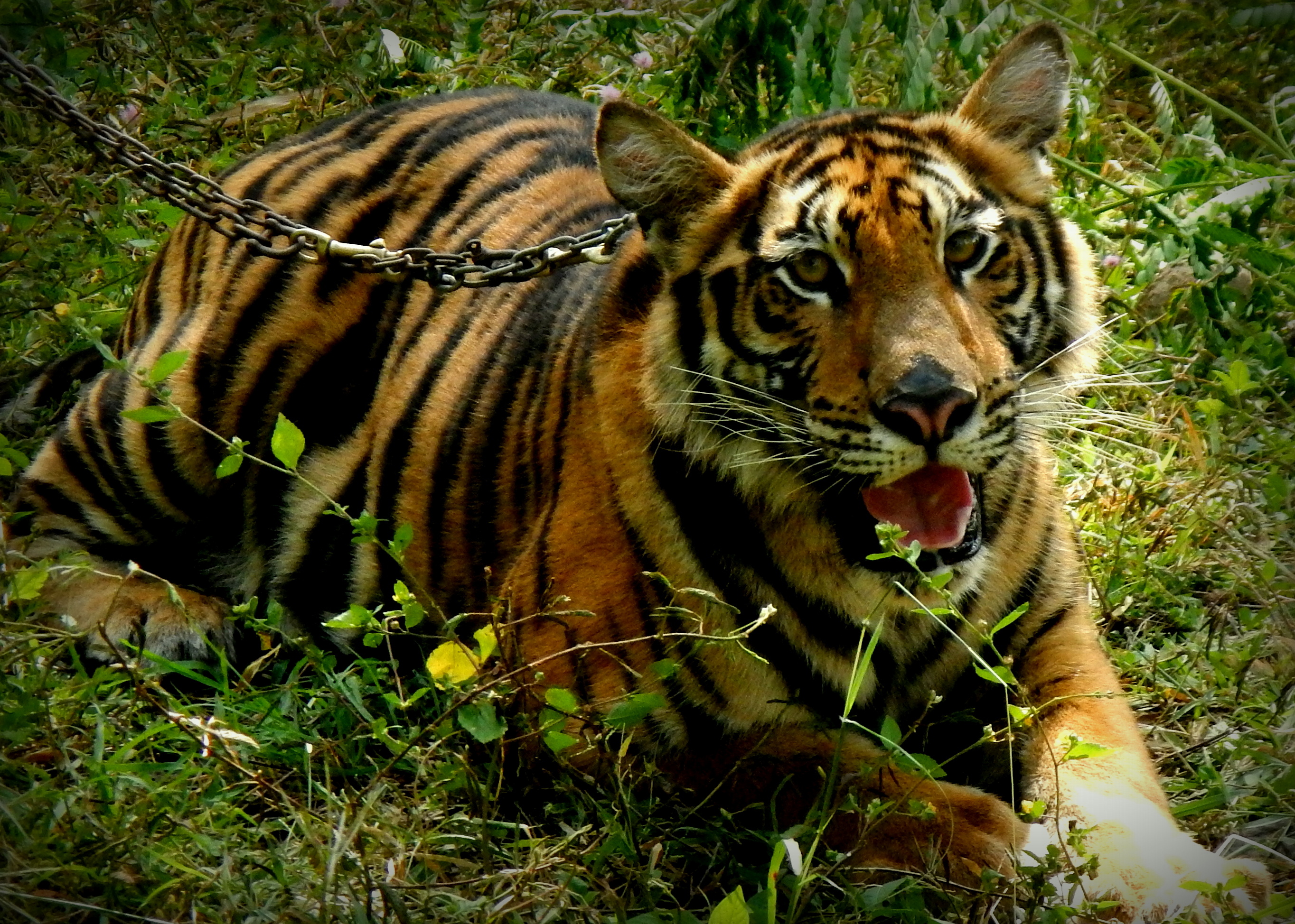 Yaya the tiger at the Safari Park Zoo, Kanchanaburi Thailand