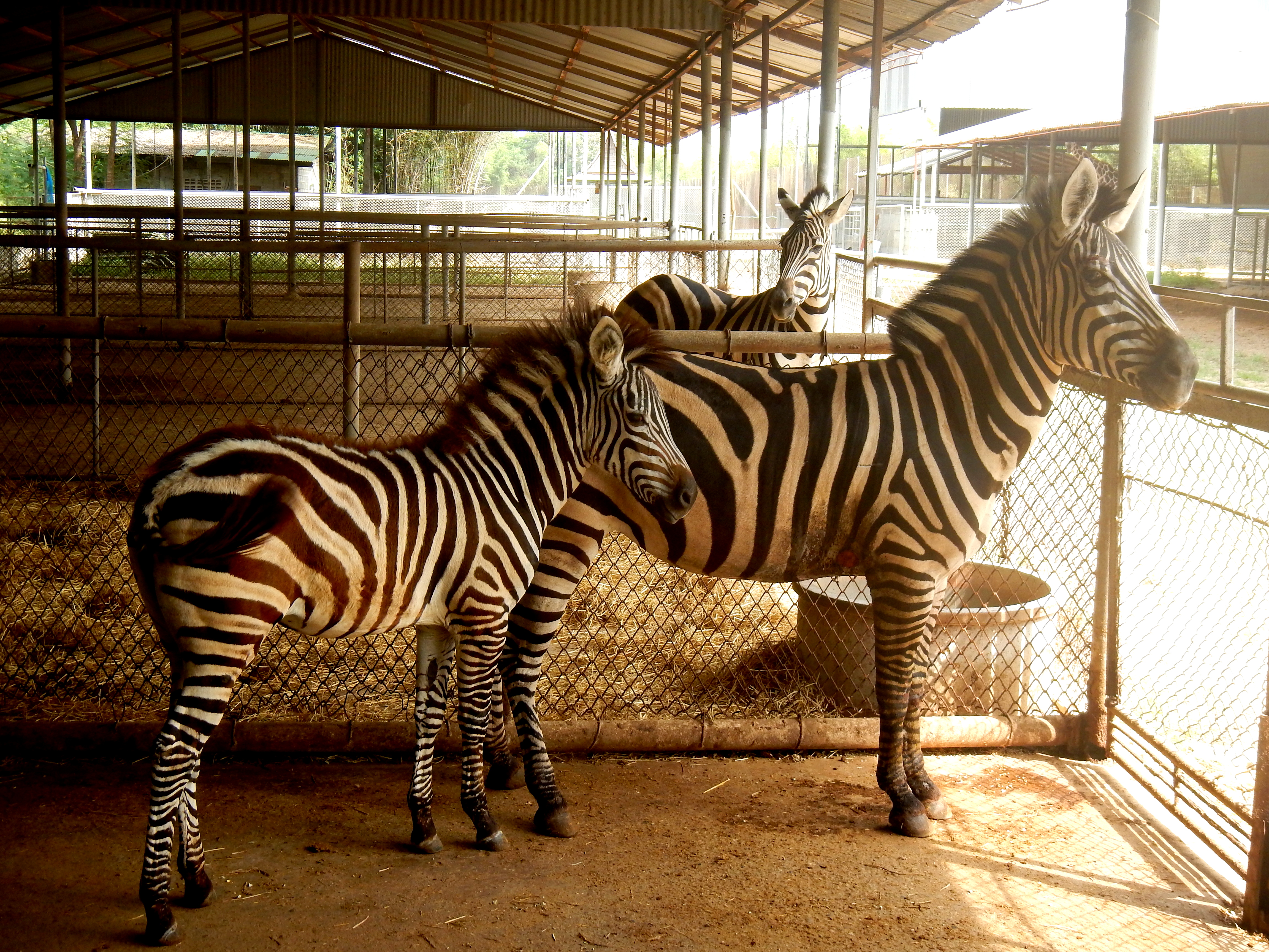 Zebras at the Safari Park Zoo, Kanchanaburi, Thailand