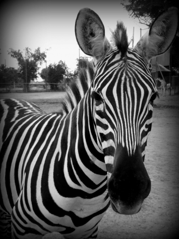 Zebra at the Safari Park Zoo, Kanchanaburi, Thailand