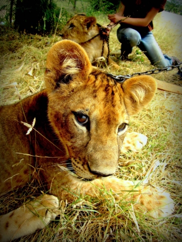 At the Safari Park Zoo Volunteer Project with Nala the lion. Kanchanaburi, Thailand