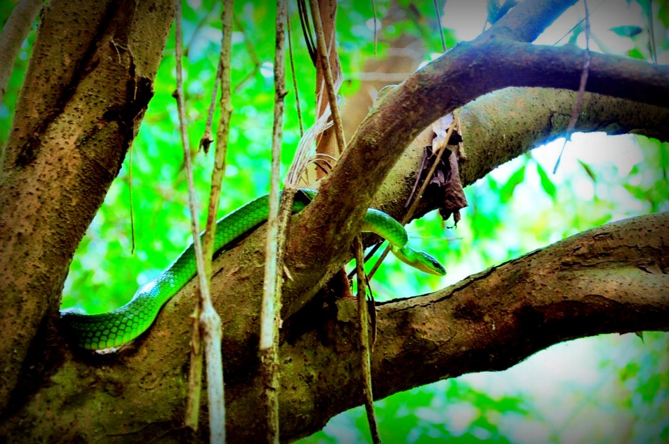 A tree snake in Liangshan, Pingtung Taiwan