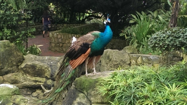 Bird Park. Kuala Lumpur, Malaysia