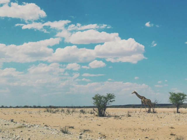 Etosha, Namibia