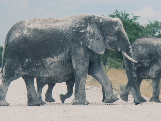 Etosha, Namibia