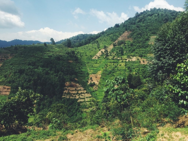 Bwindi Forest, Uganda- the hike to see the last wild gorillas