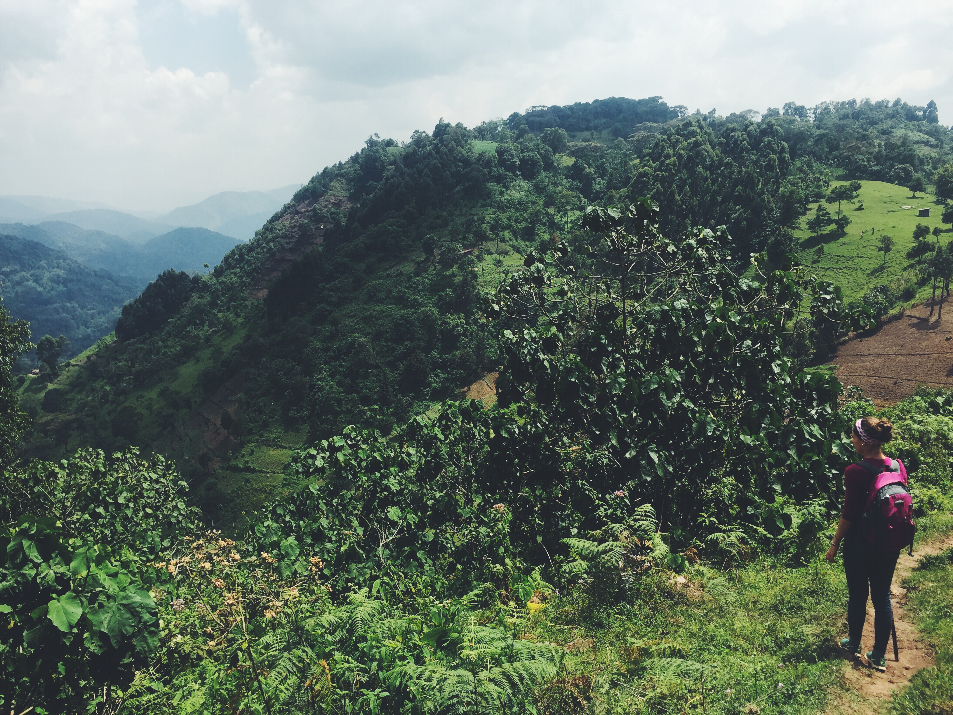 Bwindi Forest, Uganda- the hike to see the last wild gorillas