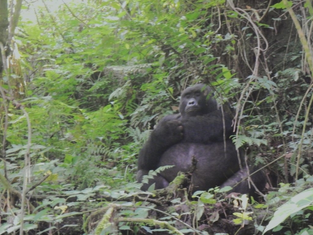 Bwindi Forest, Uganda- the hike to see the last wild gorillas