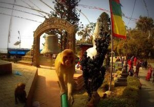 camera stealing monkey, Nepal