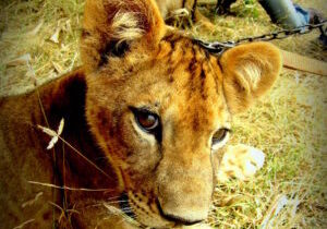 Nala at the Safari Park Zoo